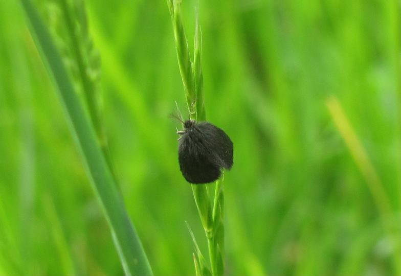 Microlepidottero? da ID
